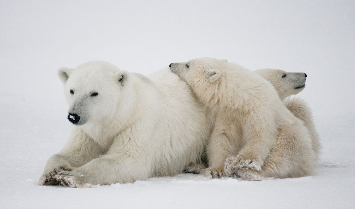 Il 27 febbraio è la Giornata mondiale dell’Orso Polare