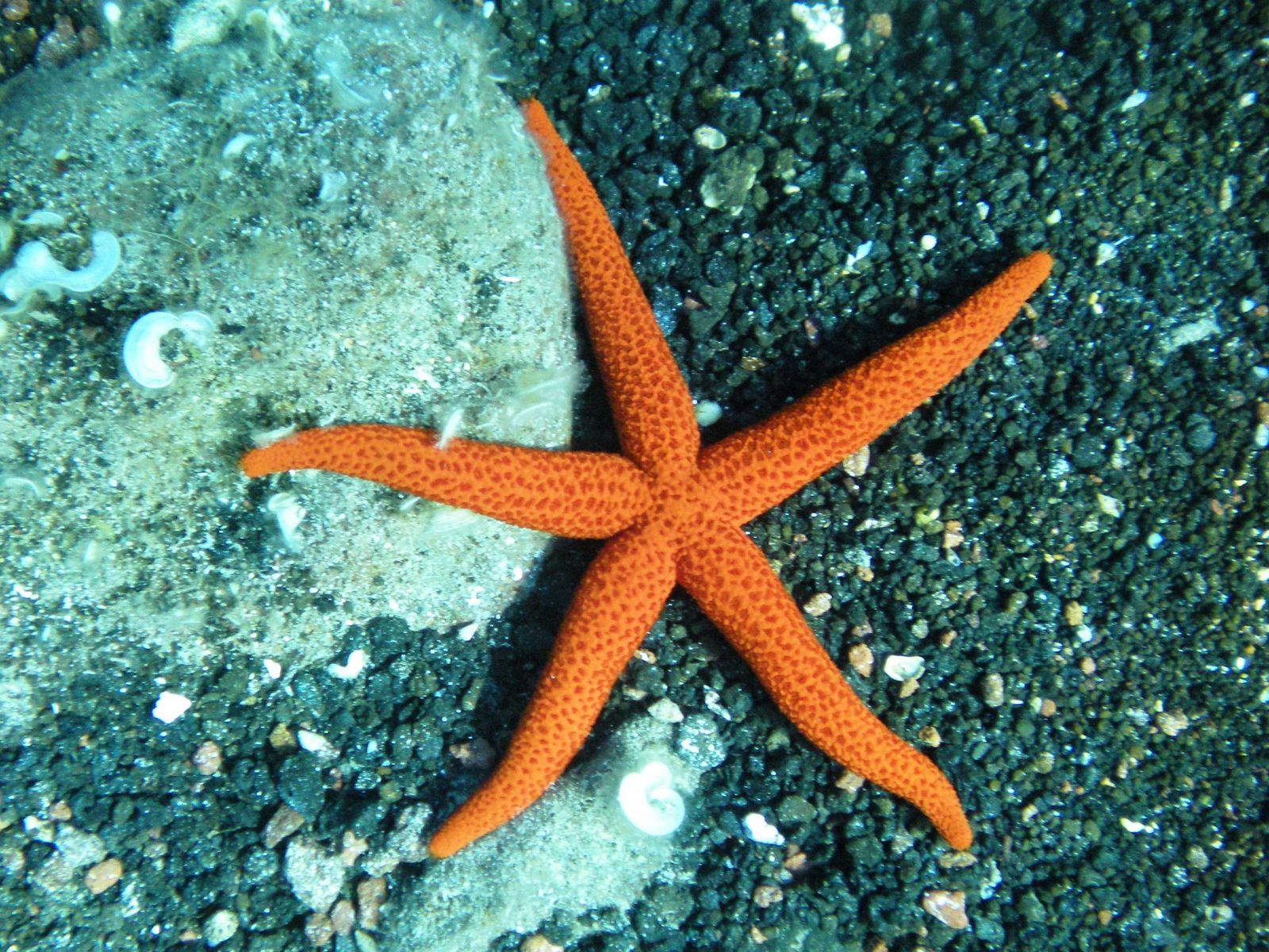 Retino in spiaggia? Granchi, meduse e stelle marine non sono giocattoli!